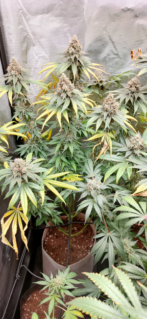 An image of Burger Kush