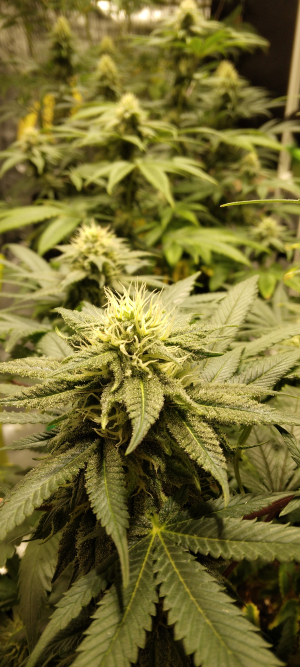Colombian Gold: strain page photo, credit seedfinder.eu, copyright status shown with credit copyright unverified