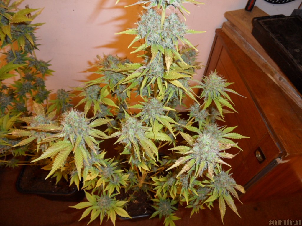 Mazar x Great White Shark