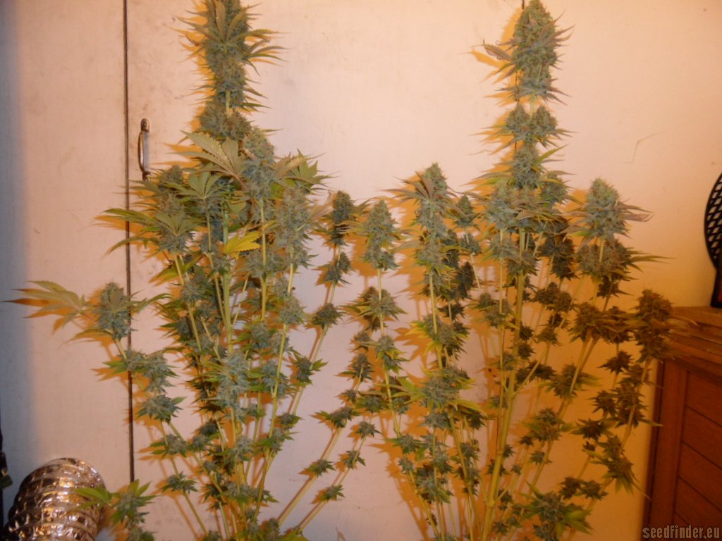 Mazar x Great White Shark