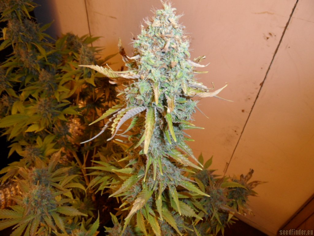 Mazar x Great White Shark