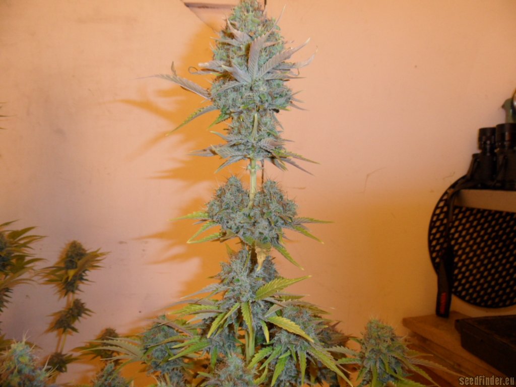 Mazar x Great White Shark