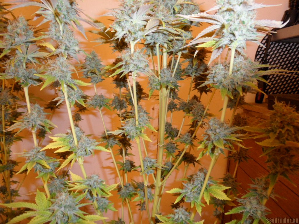 Mazar x Great White Shark