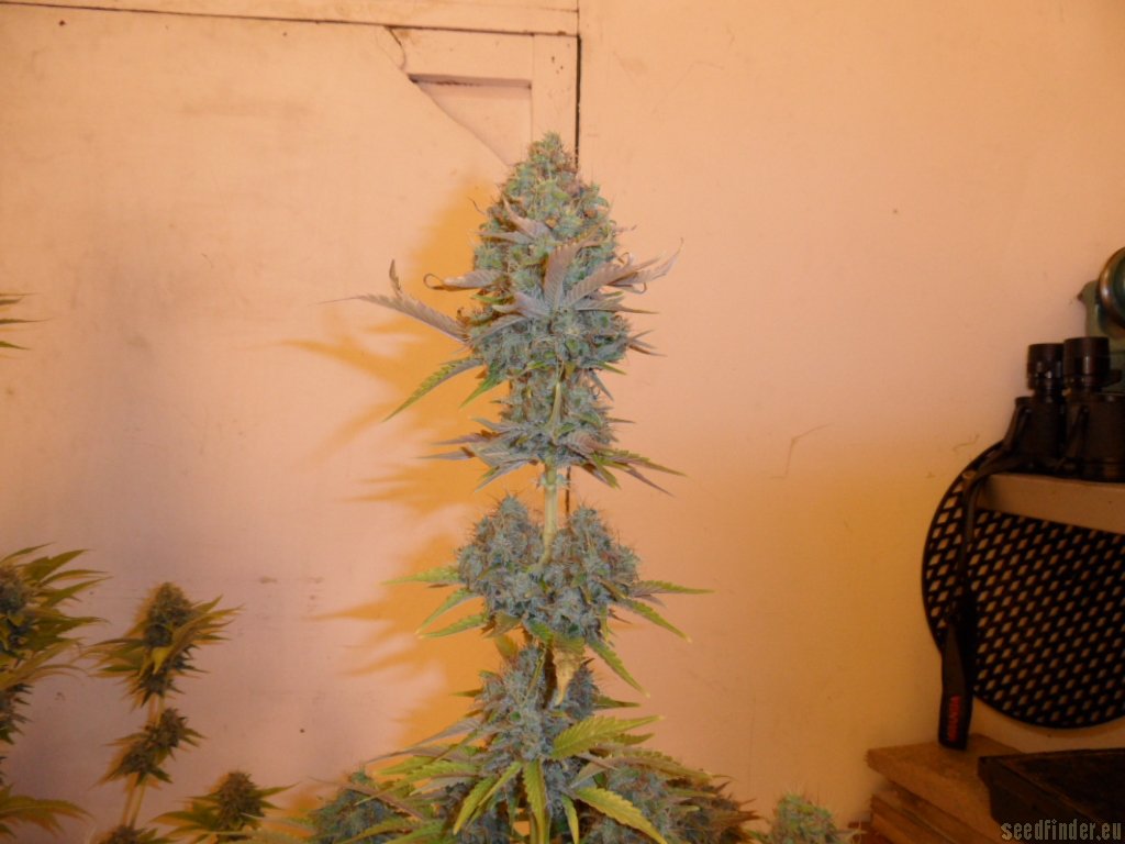 Mazar x Great White Shark