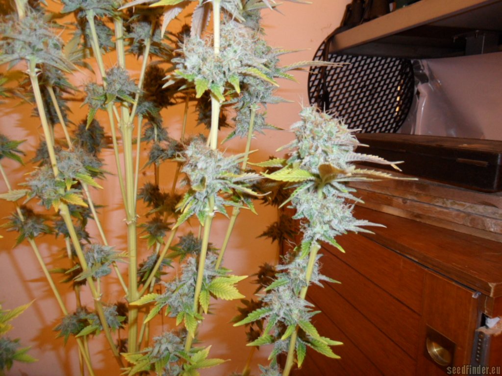 Mazar x Great White Shark