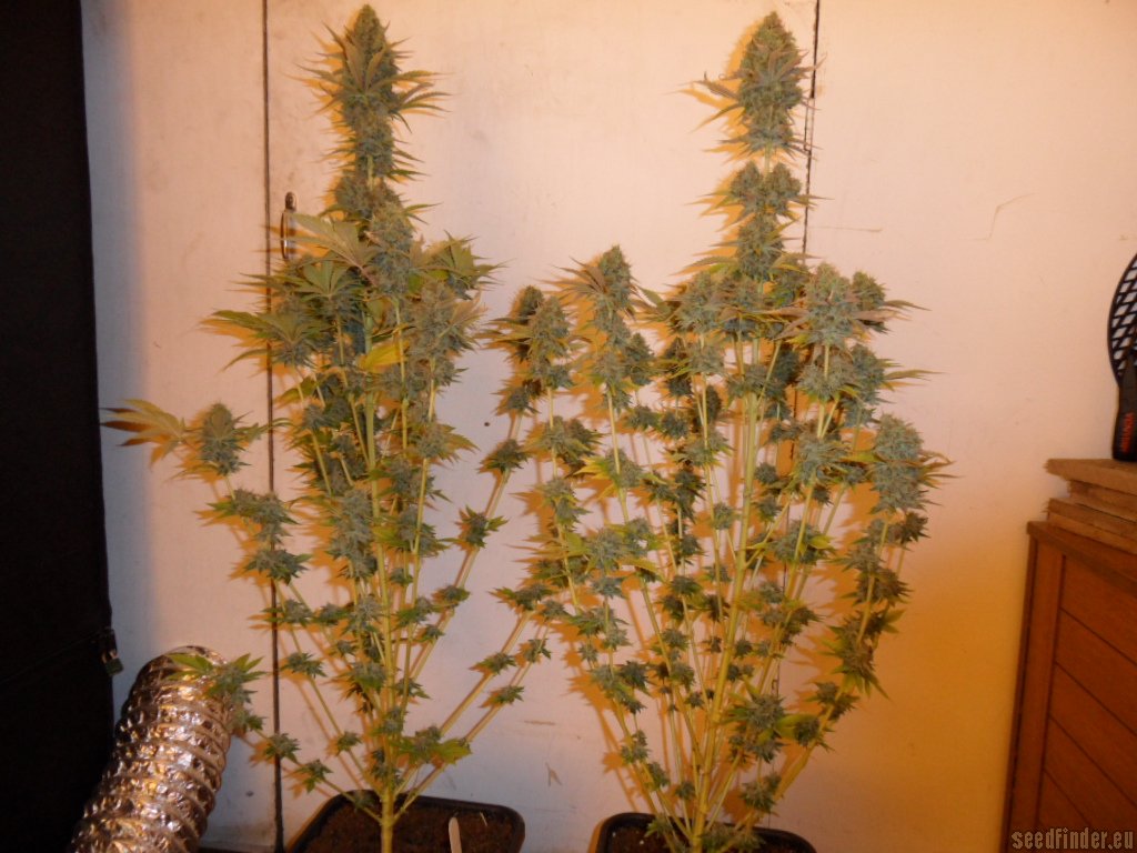 Mazar x Great White Shark