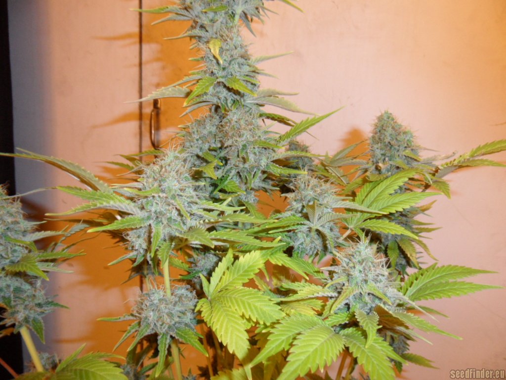 Mazar x Great White Shark