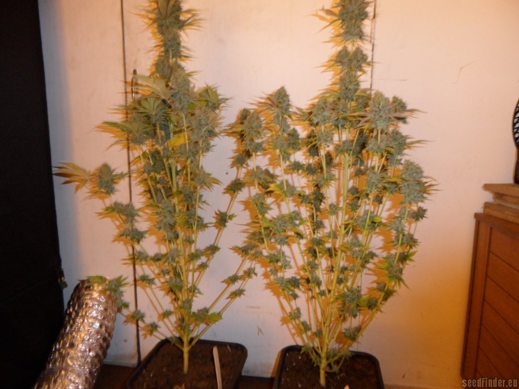Mazar x Great White Shark