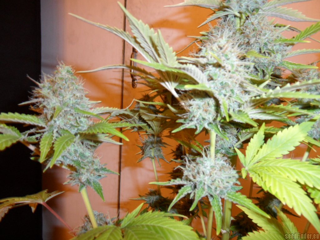 Mazar x Great White Shark