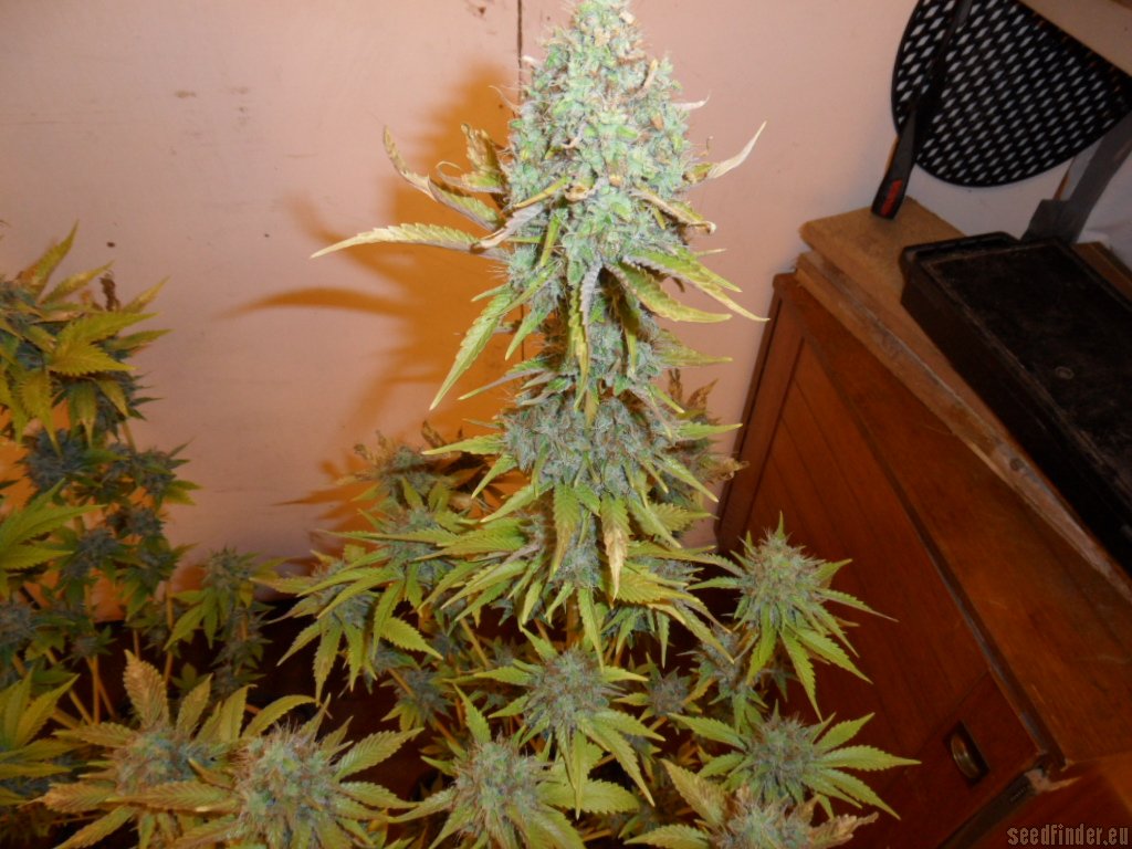 Mazar x Great White Shark
