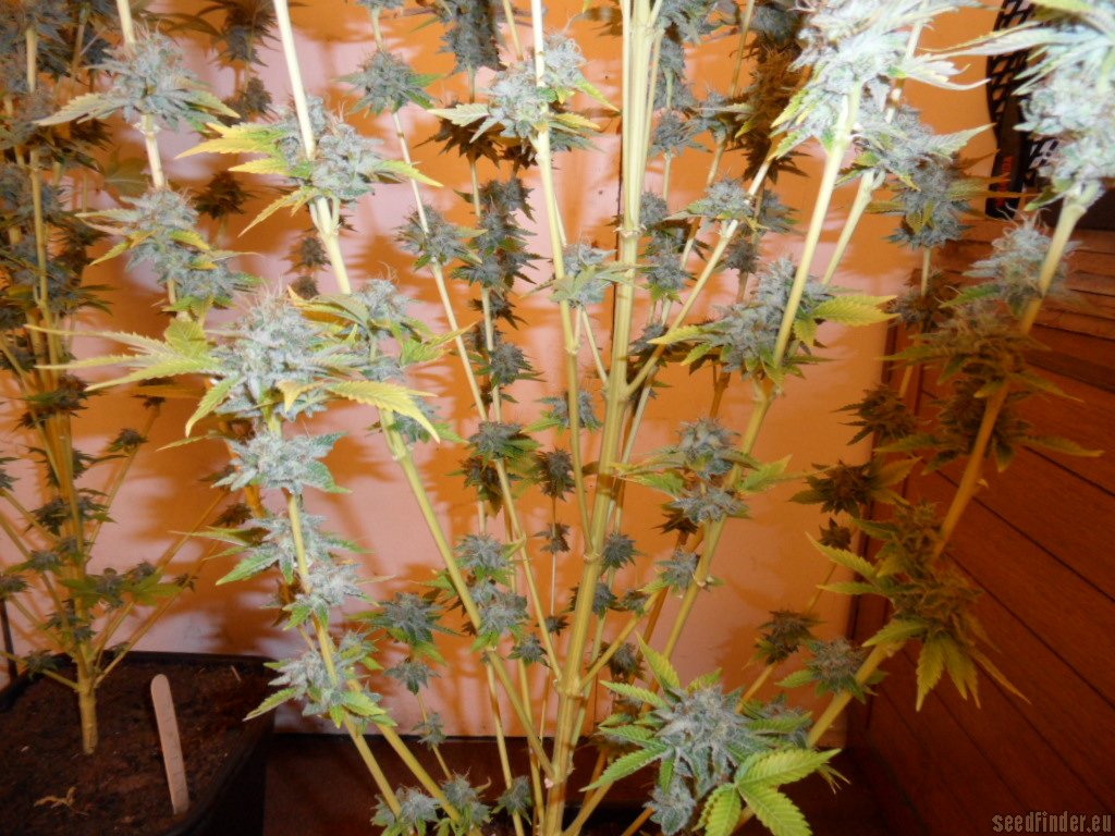Mazar x Great White Shark