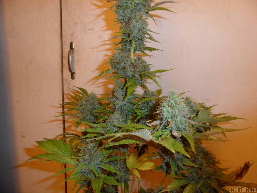 Mazar x Great White Shark