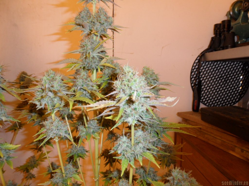 Mazar x Great White Shark