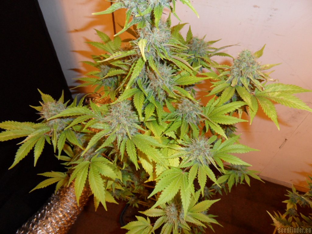 Mazar x Great White Shark