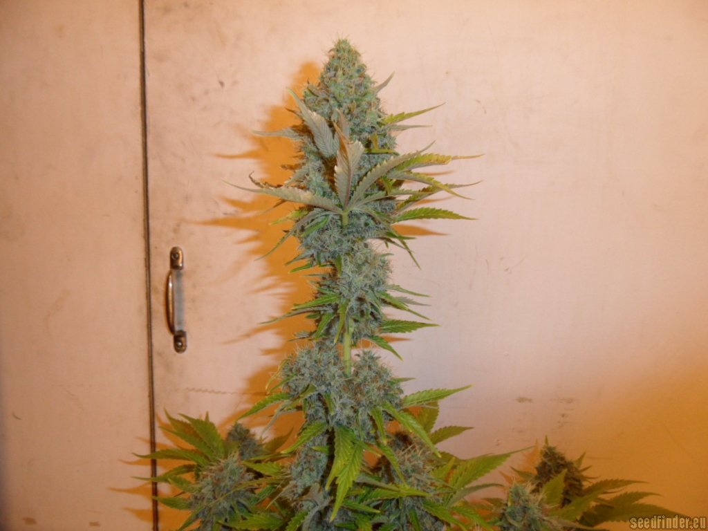 Mazar x Great White Shark