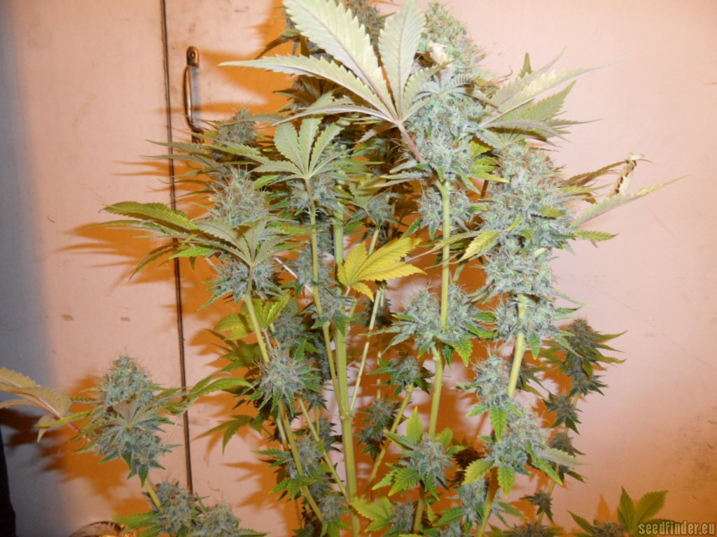 Mazar x Great White Shark