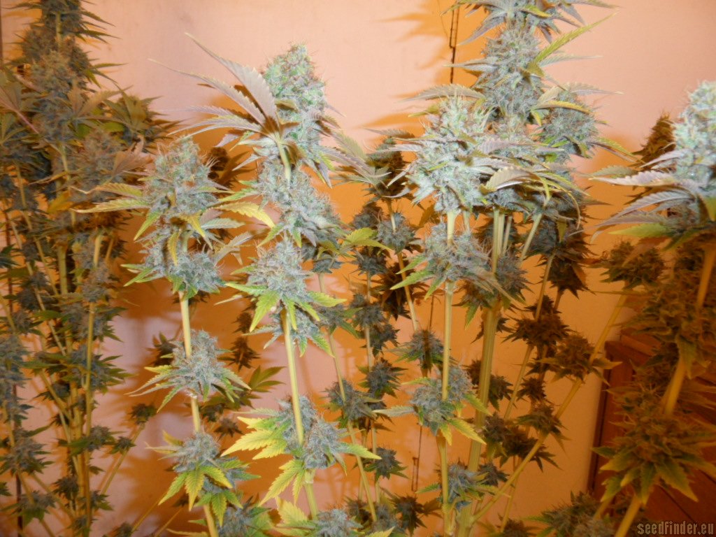 Mazar x Great White Shark