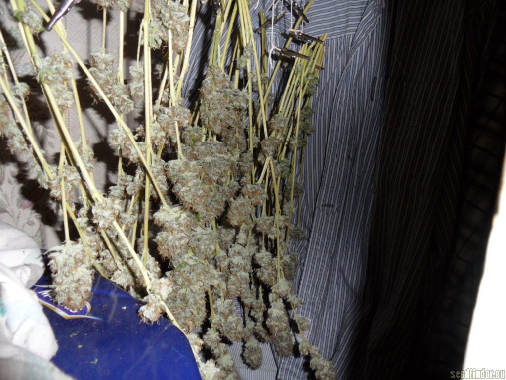 Mazar x Great White Shark