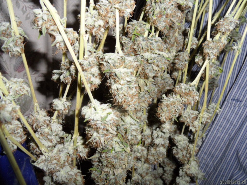 Mazar x Great White Shark