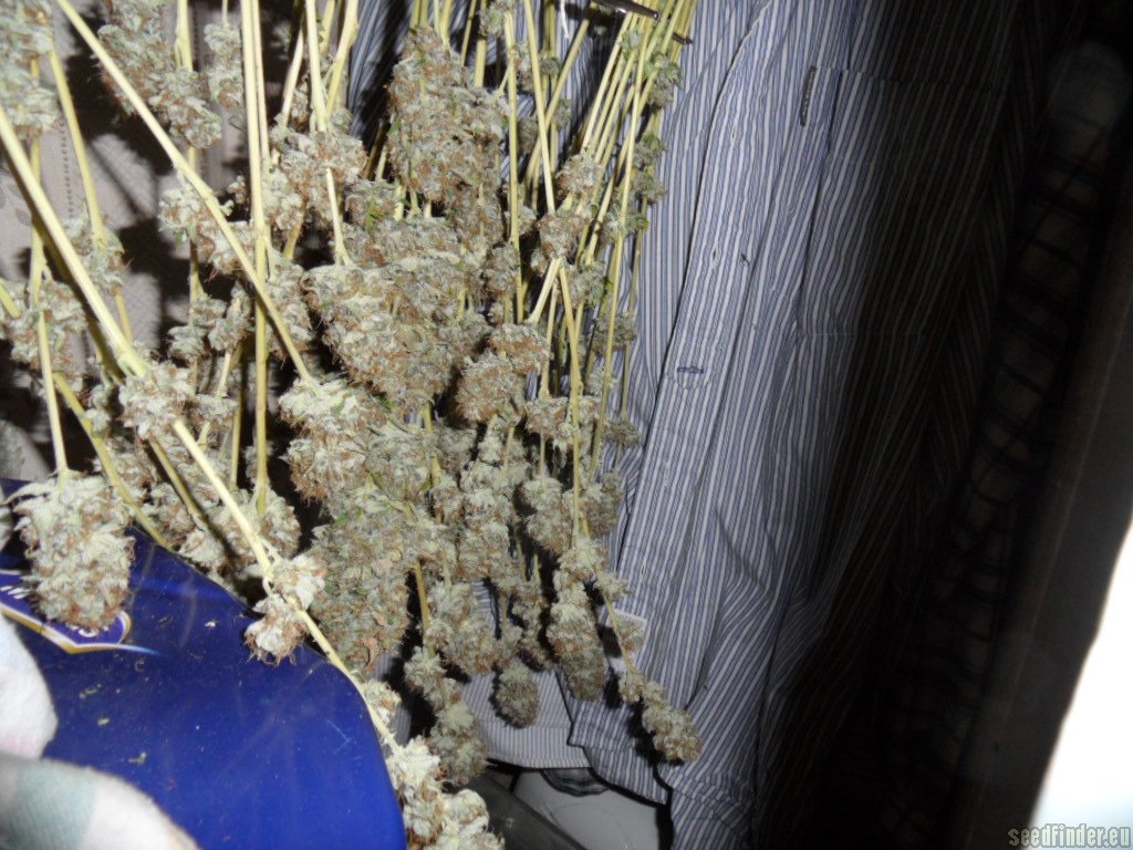 Mazar x Great White Shark