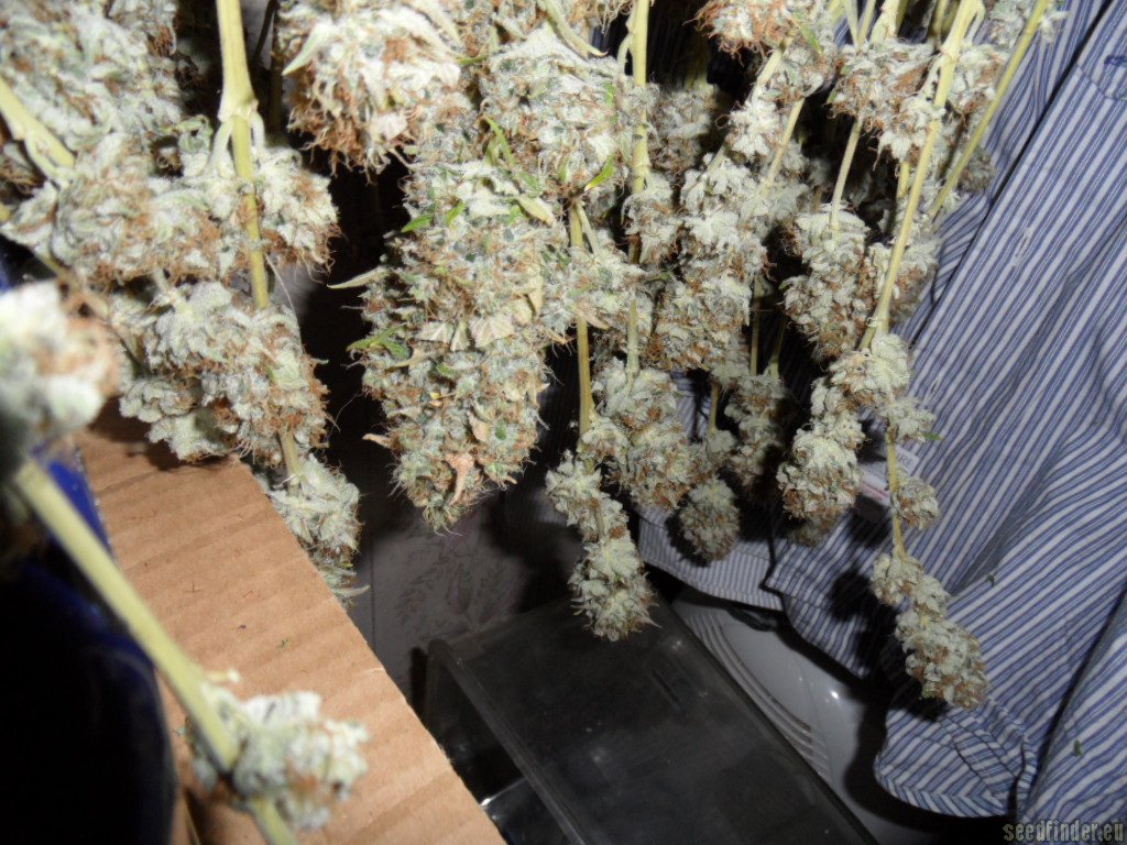 Mazar x Great White Shark