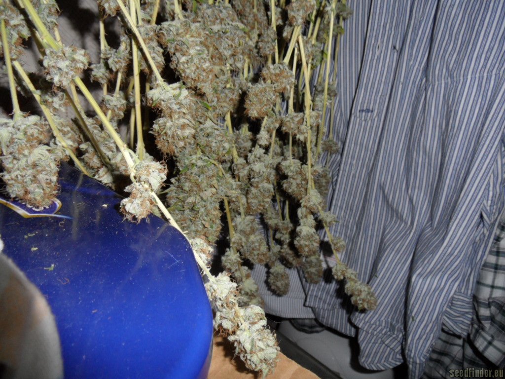 Mazar x Great White Shark