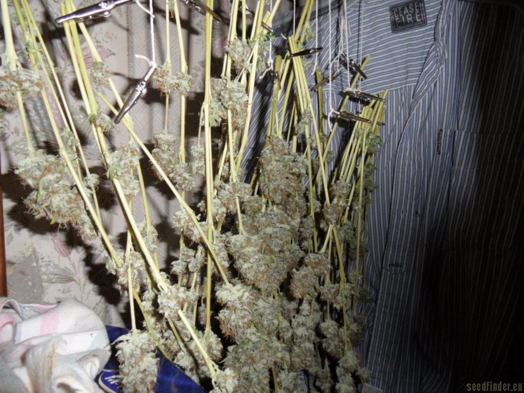 Mazar x Great White Shark