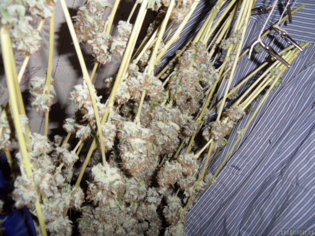 Mazar x Great White Shark