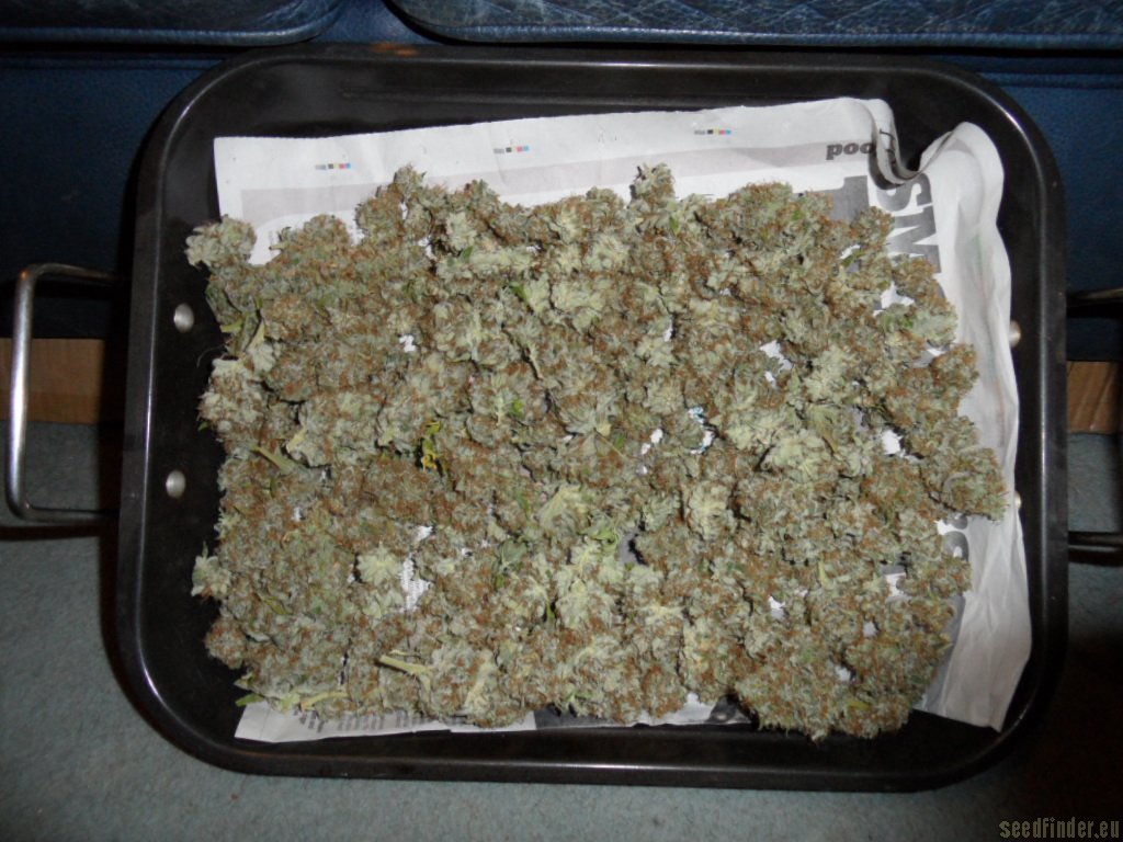 Mazar x Great White Shark