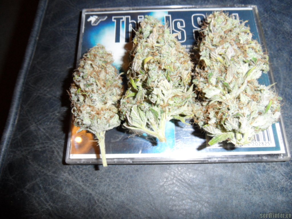 Mazar x Great White Shark