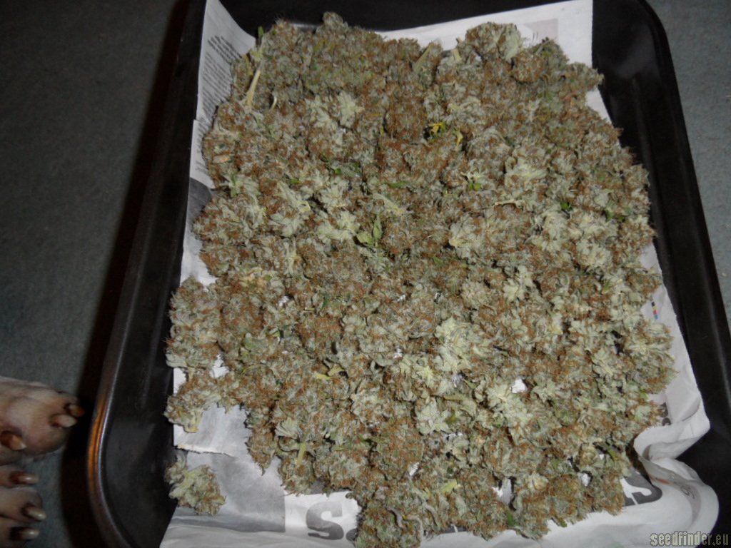 Mazar x Great White Shark