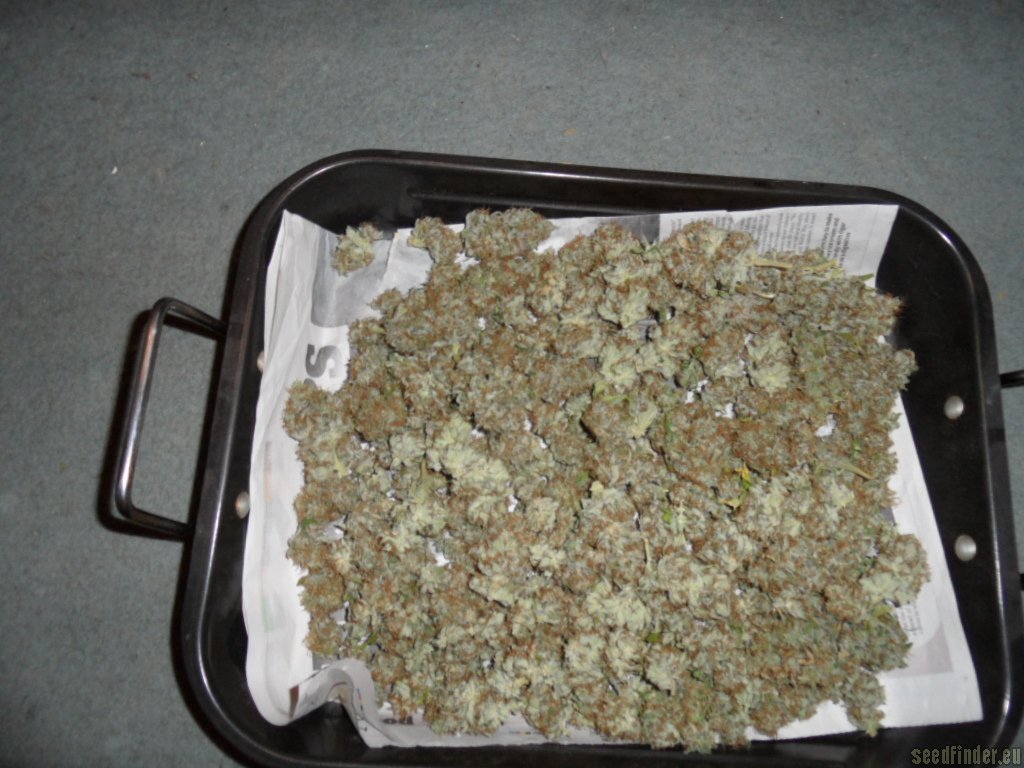 Mazar x Great White Shark