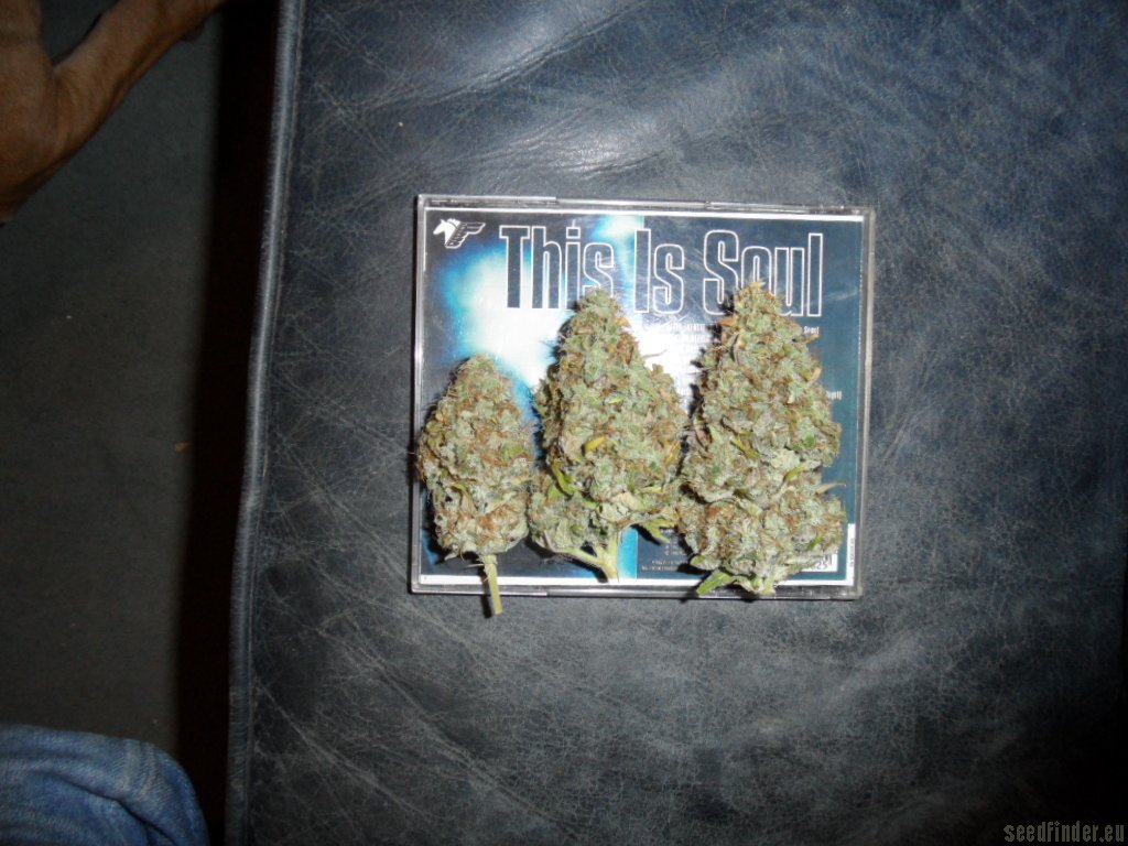 Mazar x Great White Shark