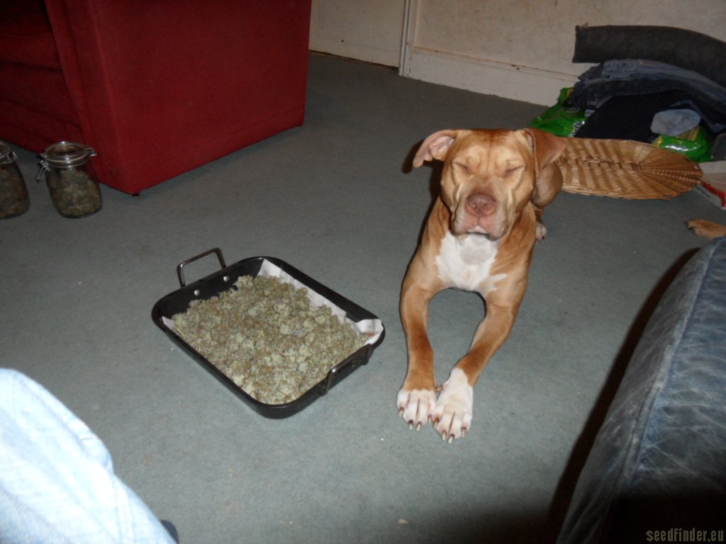 Mazar x Great White Shark