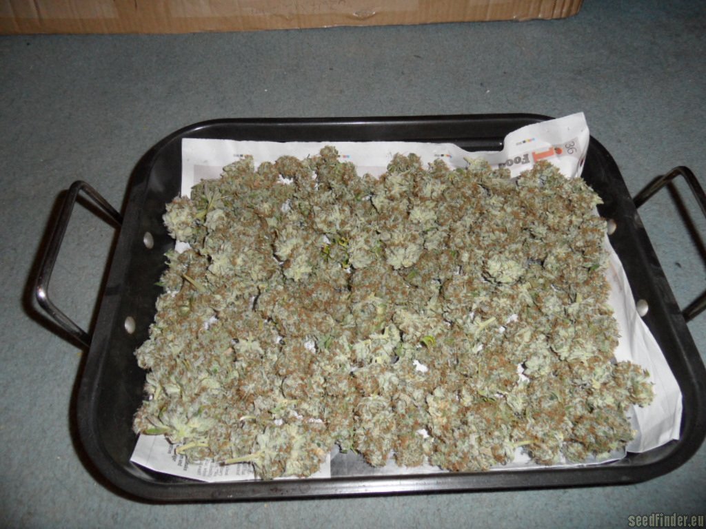 Mazar x Great White Shark