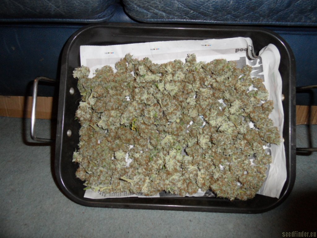 Mazar x Great White Shark