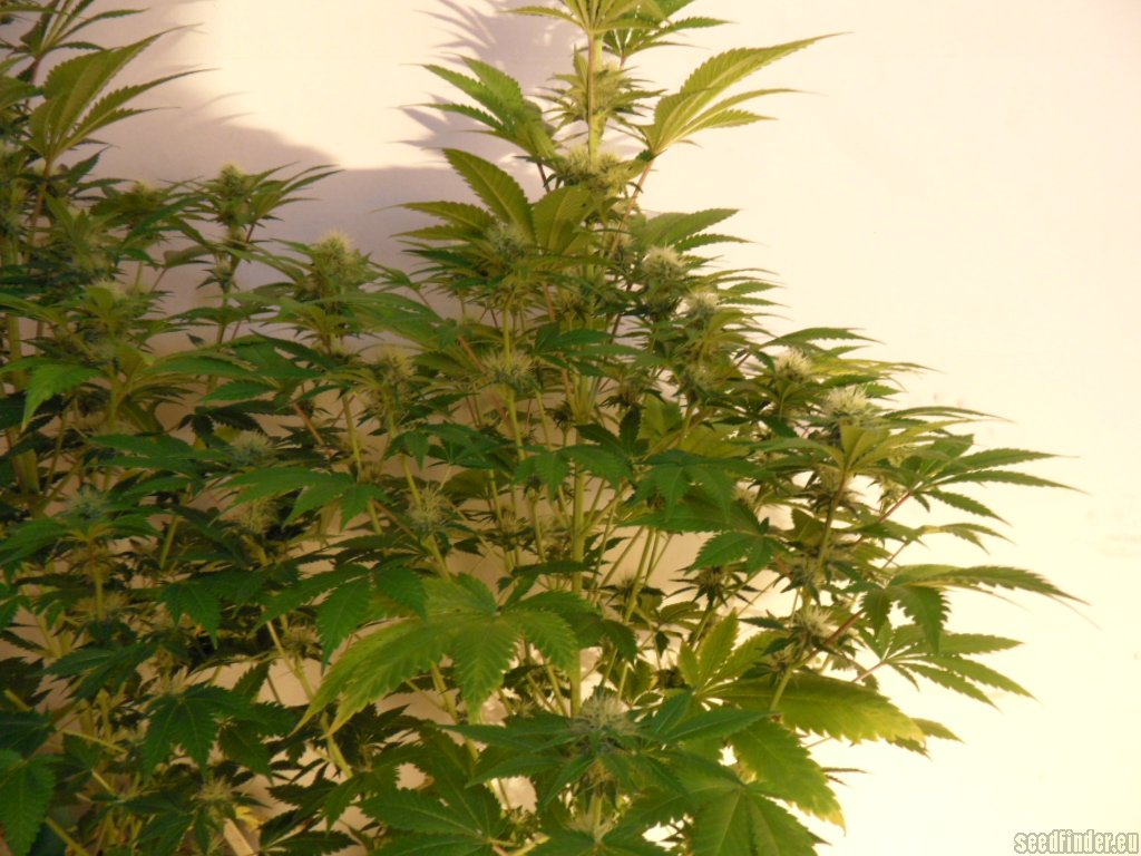 Mazar x Great White Shark