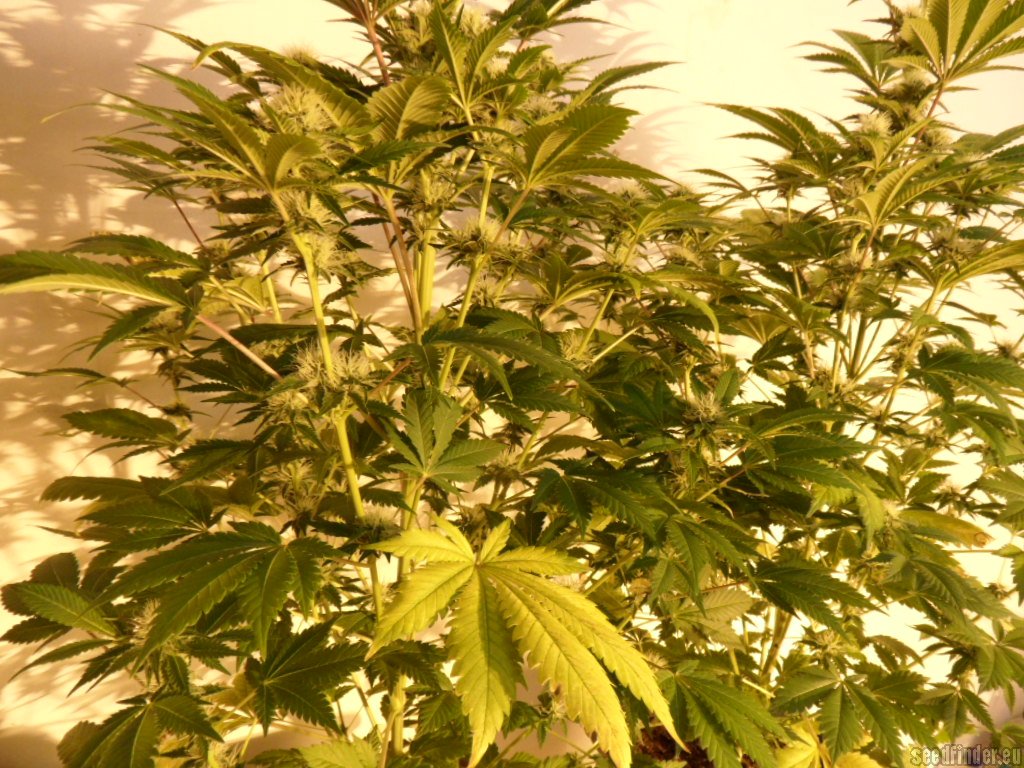 Mazar x Great White Shark