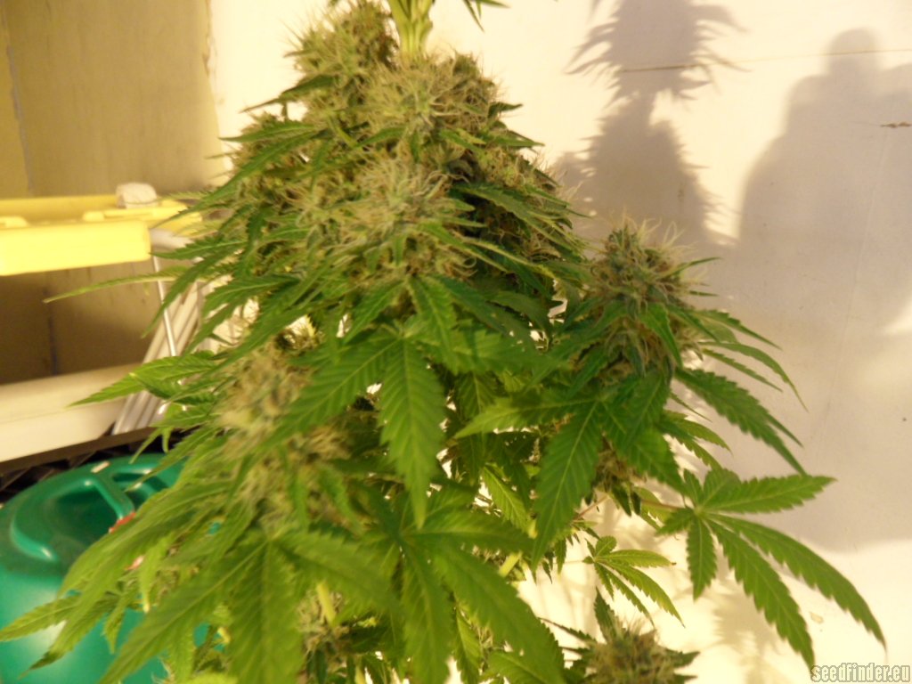 Mazar x Great White Shark