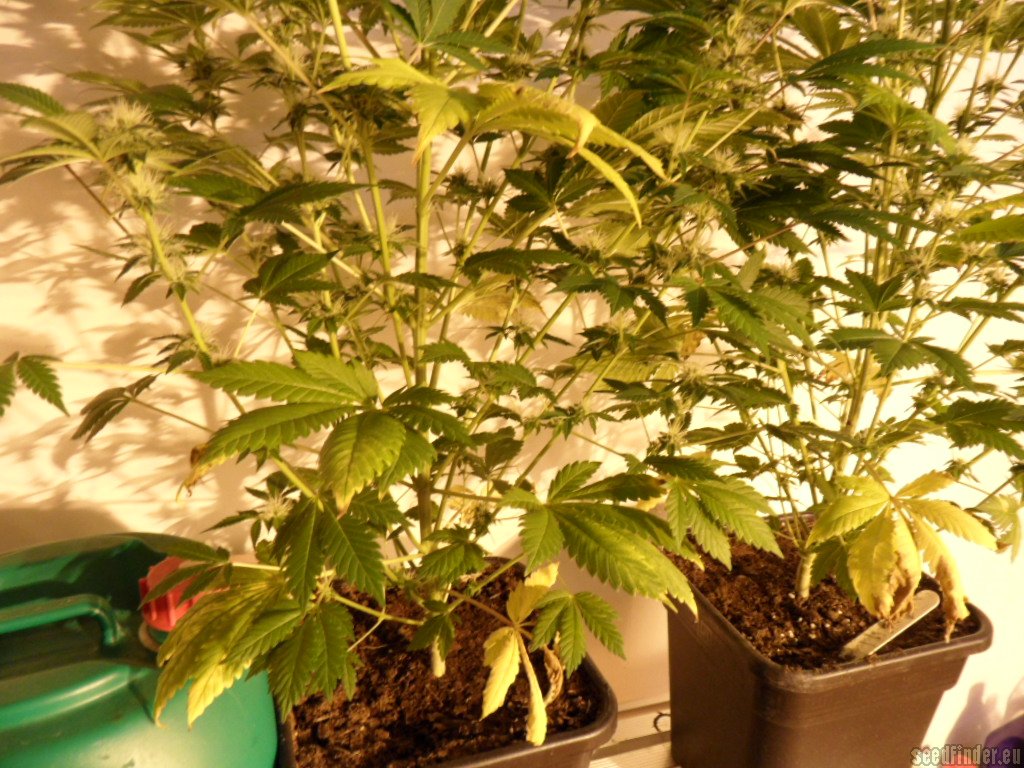Mazar x Great White Shark