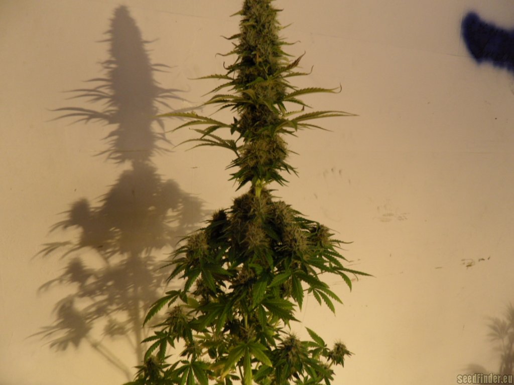 Mazar x Great White Shark