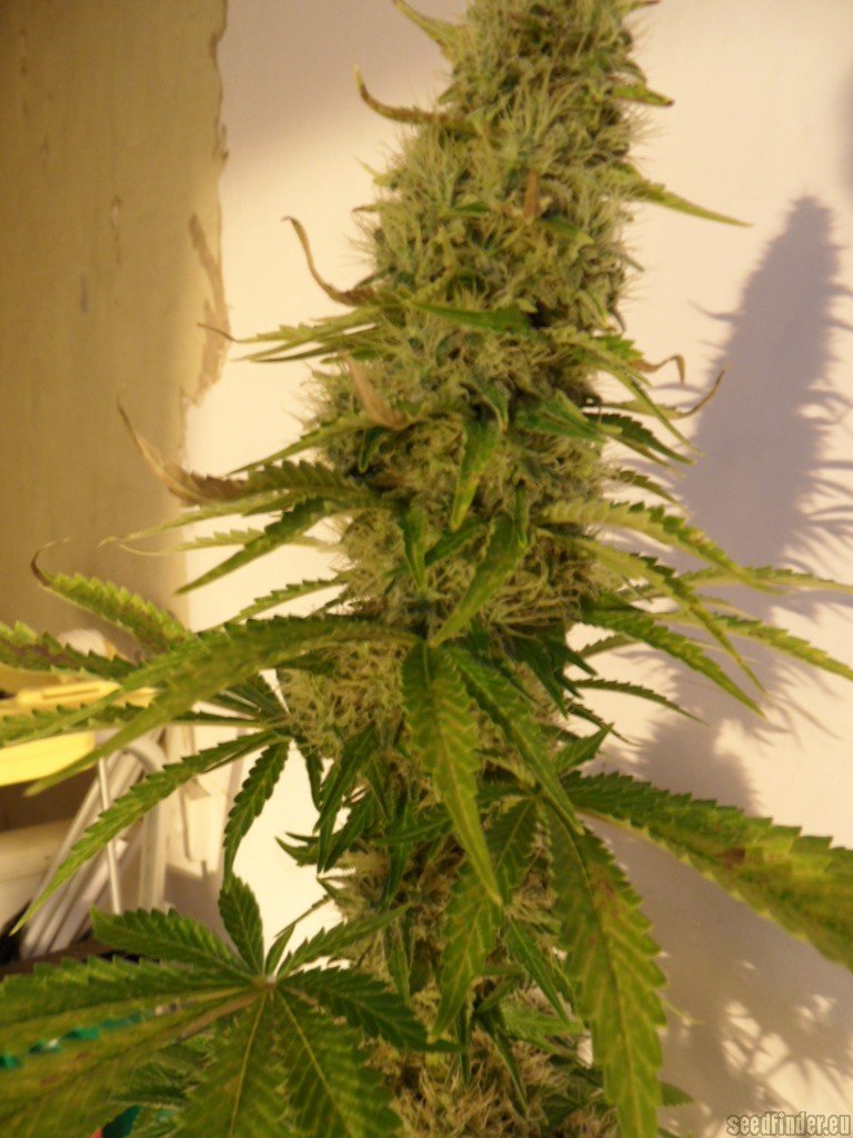 Mazar x Great White Shark