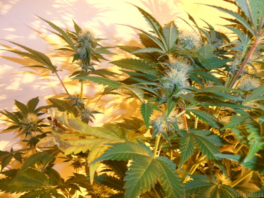 Mazar x Great White Shark