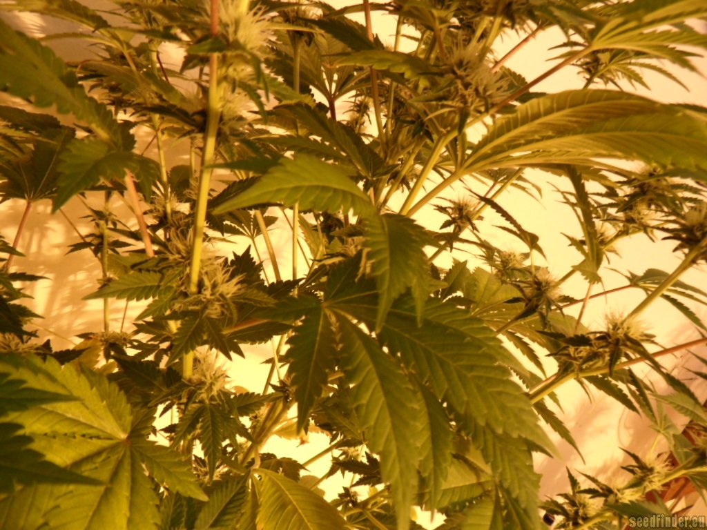 Mazar x Great White Shark