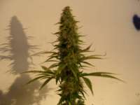 An image of Mazar x Great White Shark