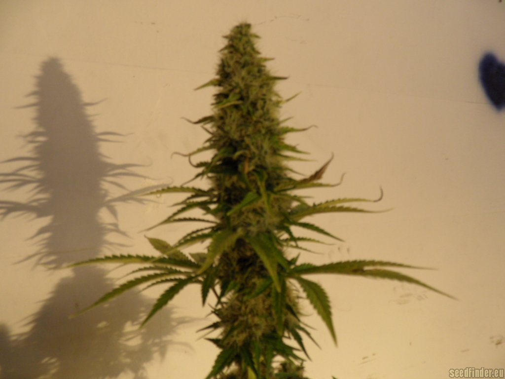 Mazar x Great White Shark