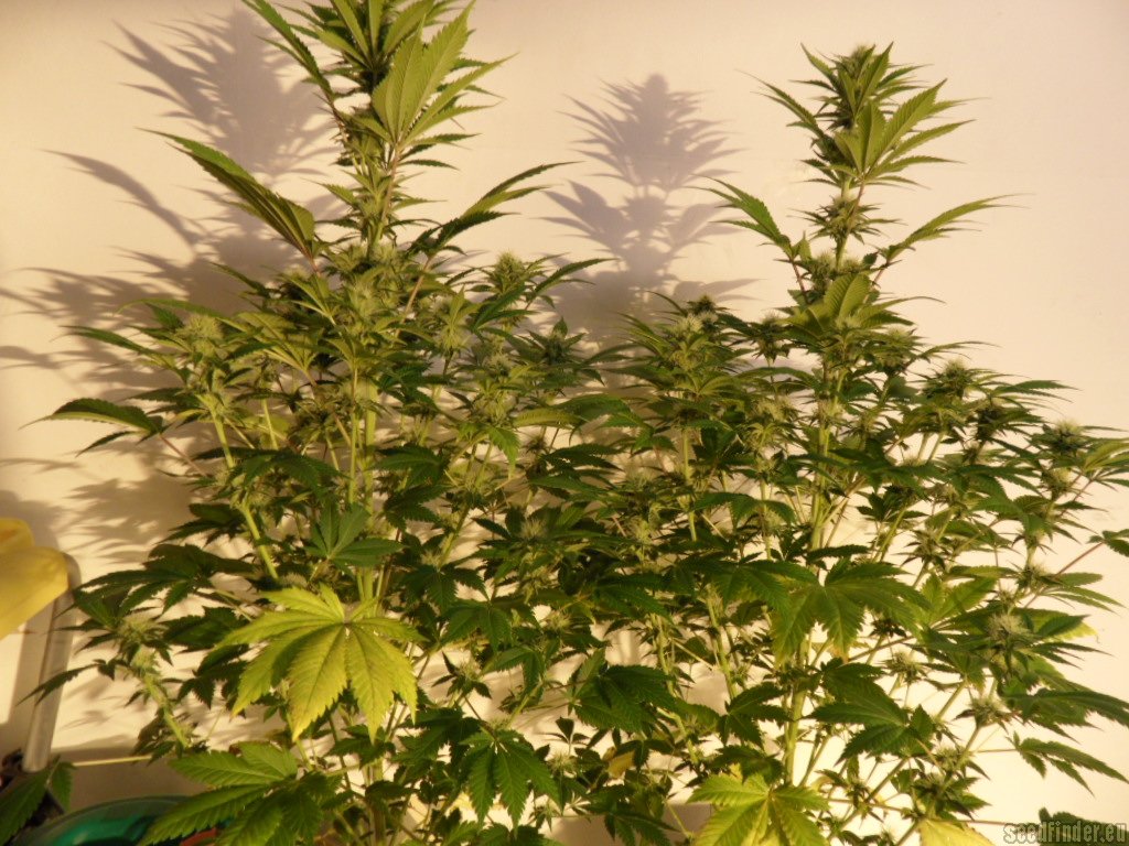 Mazar x Great White Shark
