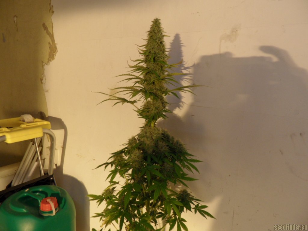 Mazar x Great White Shark