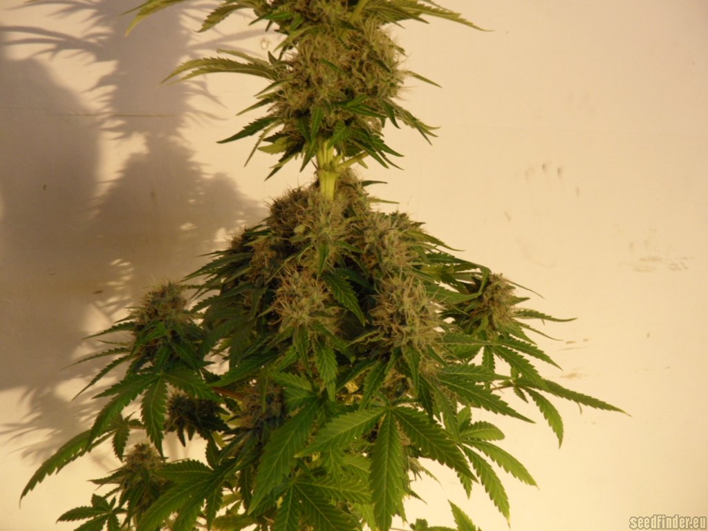 Mazar x Great White Shark