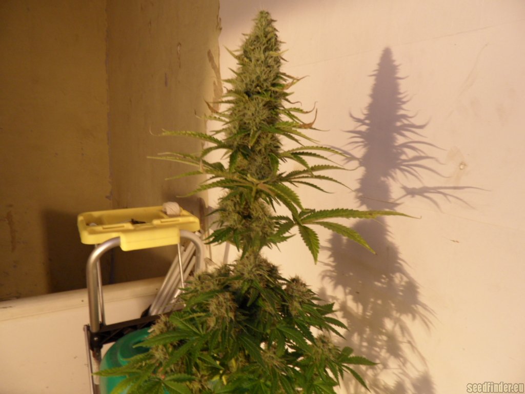 Mazar x Great White Shark